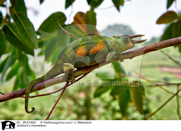 Dreihornchamleon / Jackson's chameleon / JR-01900