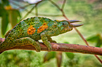 Jackson's chameleon