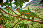 Jackson's chameleon