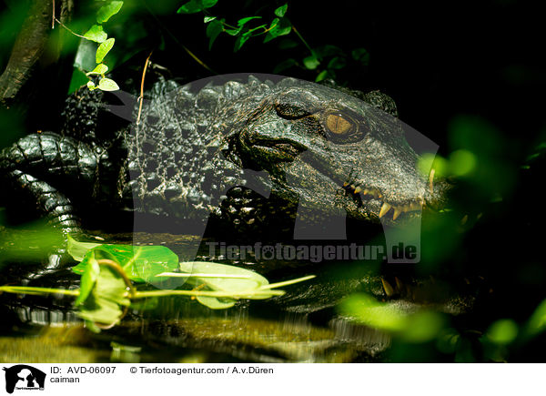 caiman / AVD-06097