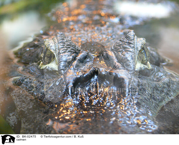 Kaiman / caiman / BK-02475
