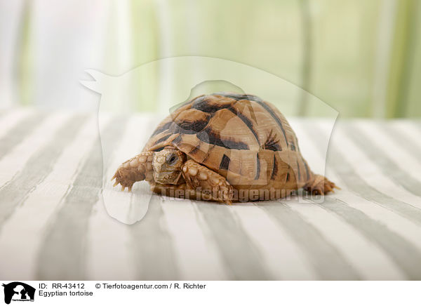 gyptische Landschildkrte / Egyptian tortoise / RR-43412