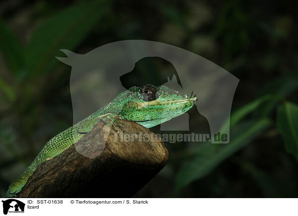 Ritteranolis / lizard / SST-01638