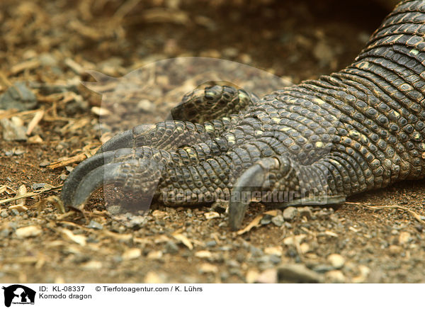 Komodowaran / Komodo dragon / KL-08337