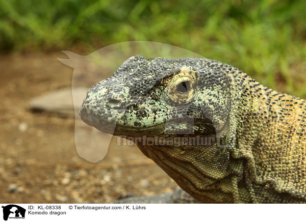 Komodowaran / Komodo dragon / KL-08338