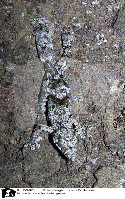 groer Madagaskar Plattschwanzgecko / big madagascar leaf-tailed gecko / WS-02680