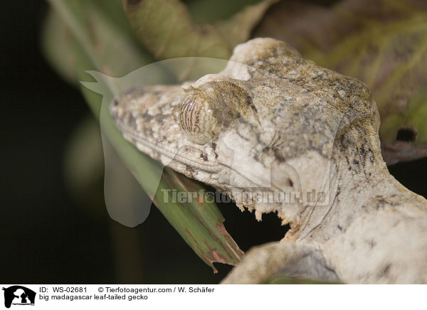 groer Madagaskar Plattschwanzgecko / big madagascar leaf-tailed gecko / WS-02681