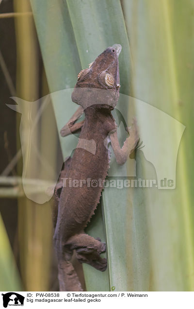 groer Madagaskar Plattschwanzgecko / big madagascar leaf-tailed gecko / PW-08538
