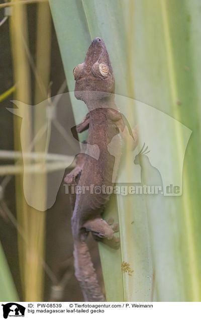 groer Madagaskar Plattschwanzgecko / big madagascar leaf-tailed gecko / PW-08539