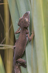 big madagascar leaf-tailed gecko