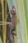big madagascar leaf-tailed gecko