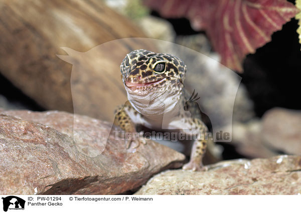 Panther Gecko / PW-01294