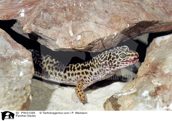 Leopardgecko / Panther Gecko / PW-01295
