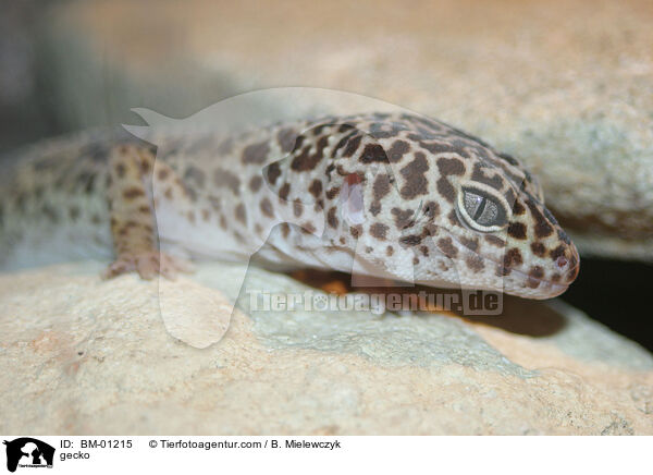 Leopardgecko / gecko / BM-01215