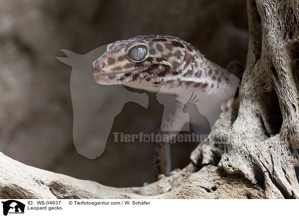Leopard gecko / WS-04637