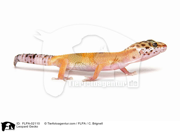 Leopardgecko / Leopard Gecko / FLPA-02110