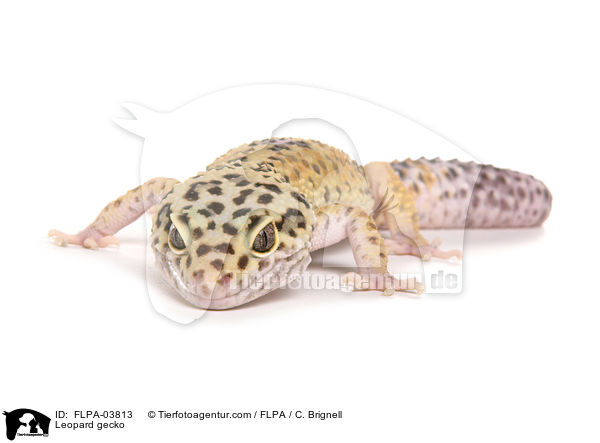 Leopard gecko / FLPA-03813