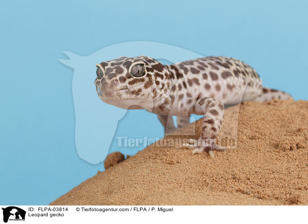 Leopard gecko / FLPA-03814