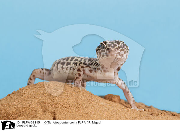 Leopardgecko / Leopard gecko / FLPA-03815