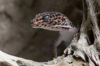 Leopard gecko