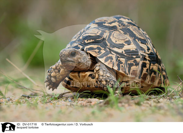 Pantherschildkrte / leopard tortoise / DV-01716