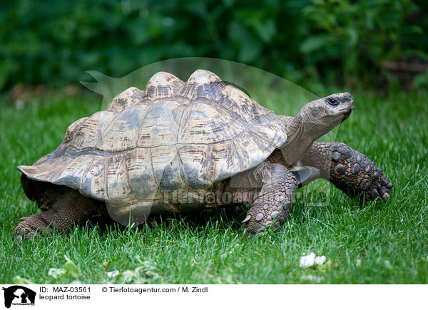 leopard tortoise / MAZ-03561