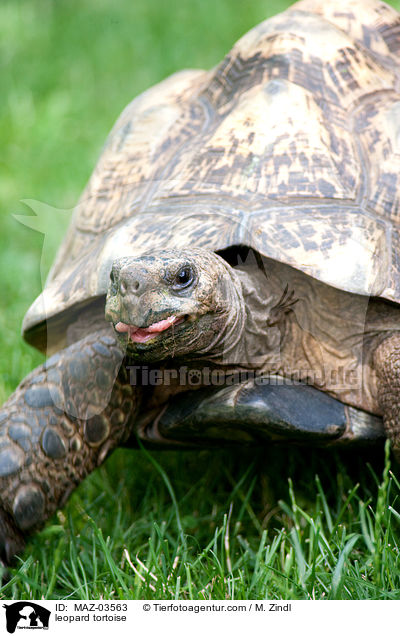 leopard tortoise / MAZ-03563