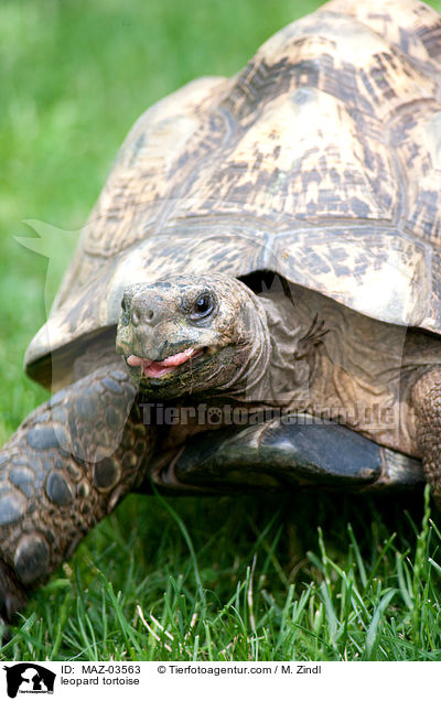 Pantherschildkrte / leopard tortoise / MAZ-03563