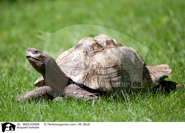 leopard tortoise / MAZ-03566