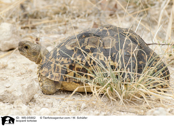 leopard tortoise / WS-05882