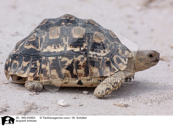 Pantherschildkrte / leopard tortoise / WS-05883