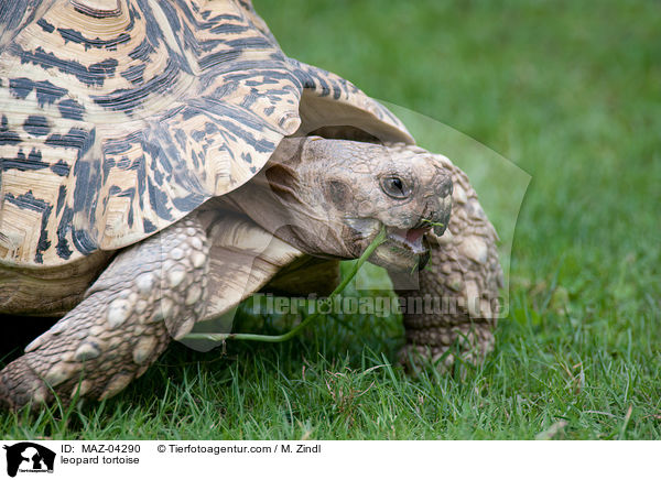 leopard tortoise / MAZ-04290