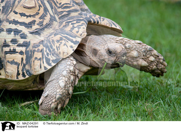 leopard tortoise / MAZ-04291
