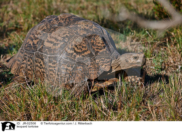 Pantherschildkrte / leopard tortoise / JR-02506