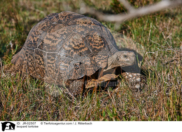 leopard tortoise / JR-02507