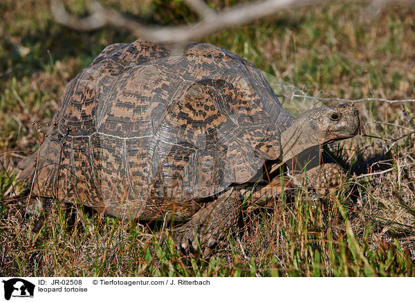 Pantherschildkrte / leopard tortoise / JR-02508