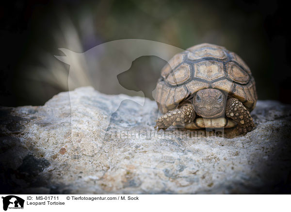Pantherschildkrte / Leopard Tortoise / MS-01711