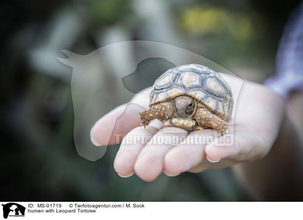 Mensch mit Pantherschildkrte / human with Leopard Tortoise / MS-01719