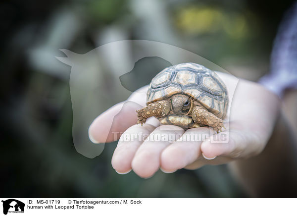 human with Leopard Tortoise / MS-01719