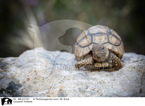 Pantherschildkrte / Leopard Tortoise / MS-01721