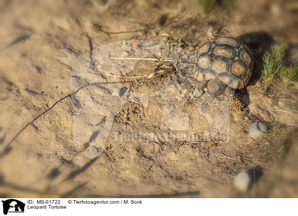 Pantherschildkrte / Leopard Tortoise / MS-01722