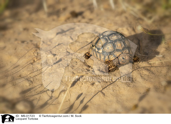 Leopard Tortoise / MS-01723