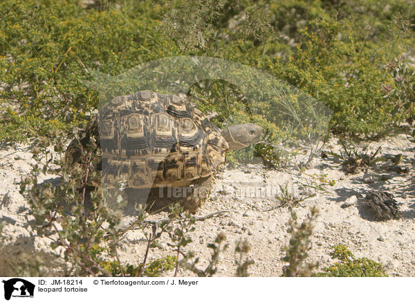 leopard tortoise / JM-18214