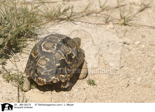 leopard tortoise / JM-18215
