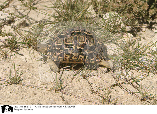Pantherschildkrte / leopard tortoise / JM-18216