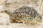 leopard tortoise