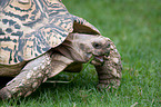 leopard tortoise