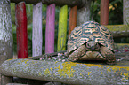 Leopard Tortoise