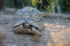 Leopard Tortoise