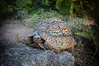 Leopard Tortoise